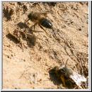 Colletes cunicularius - Weiden-Seidenbiene 04.jpg